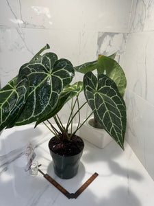 Anthurium Crystallinum #11
