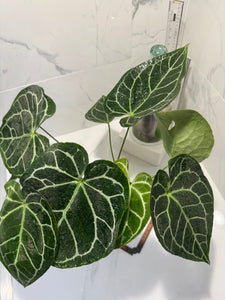 Anthurium Crystallinum #11