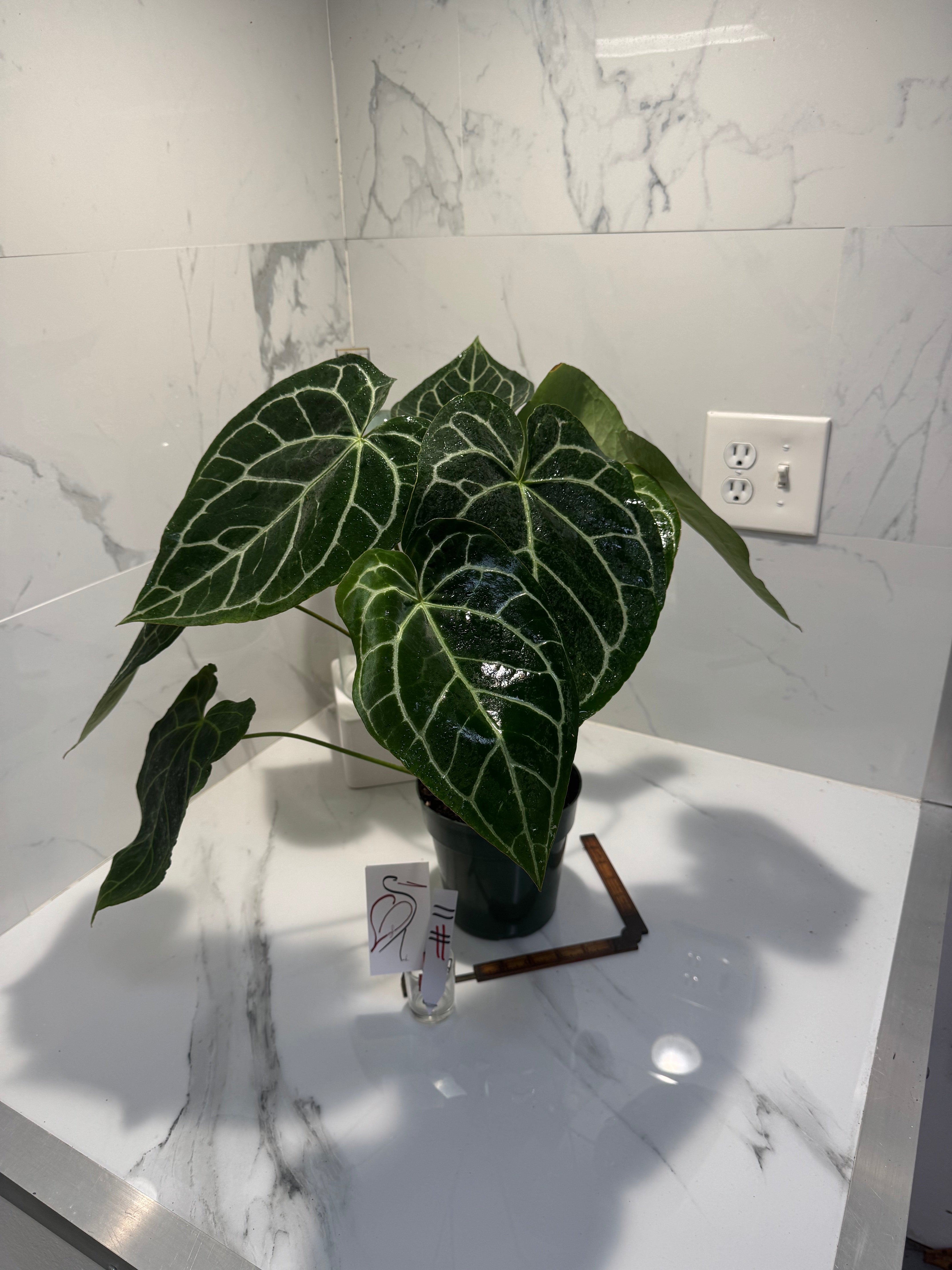 Anthurium Crystallinum #11