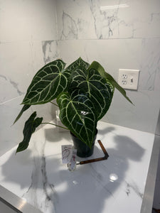 Anthurium Crystallinum #11