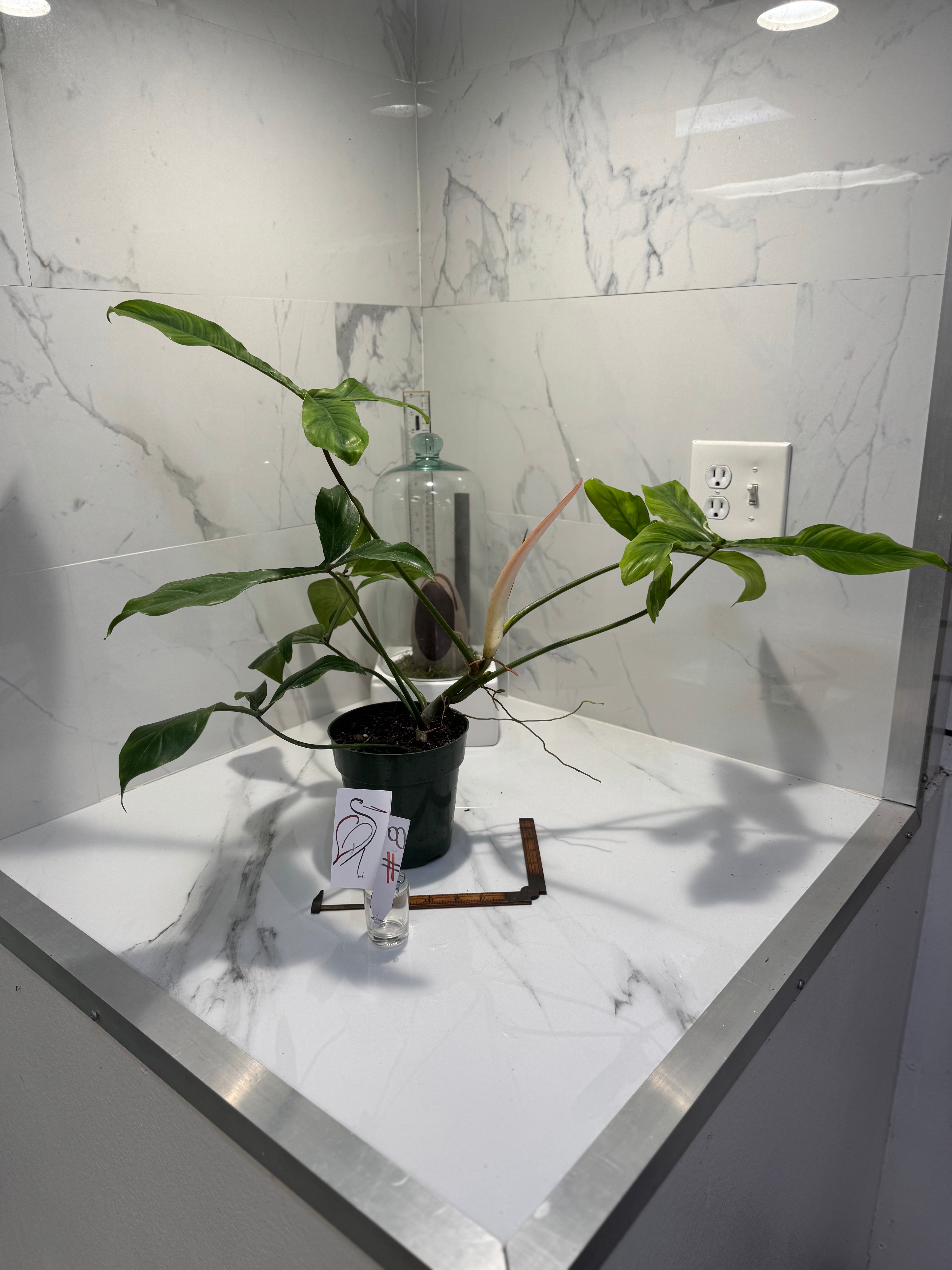 Philodendron ‘Bette Waterbury’ 69686 #08