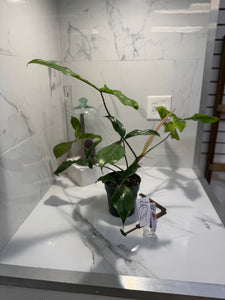 Philodendron ‘Bette Waterbury’ 69686 #08