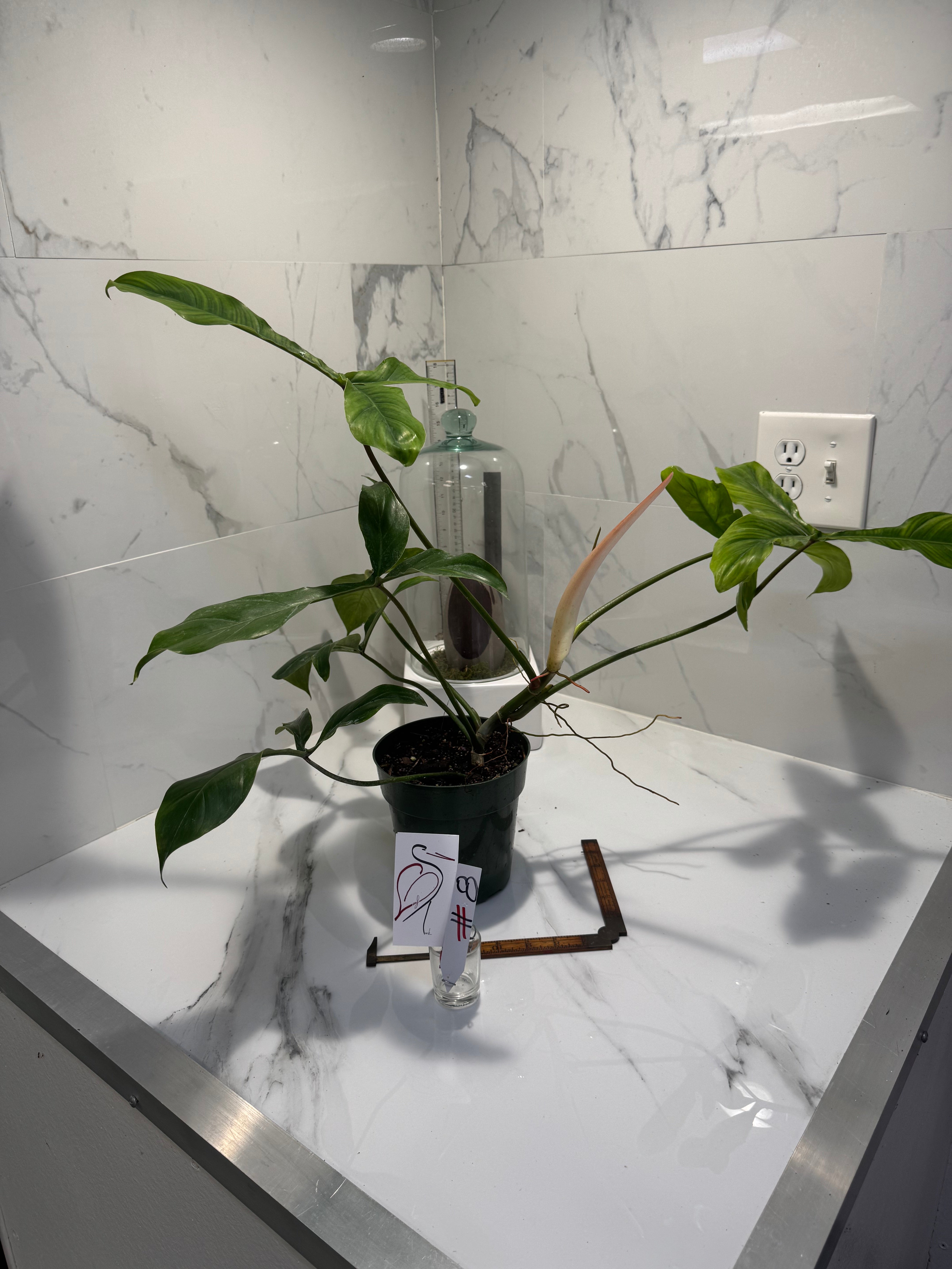 Philodendron ‘Bette Waterbury’ 69686 #08