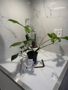 Philodendron ‘Bette Waterbury’ 69686 #08