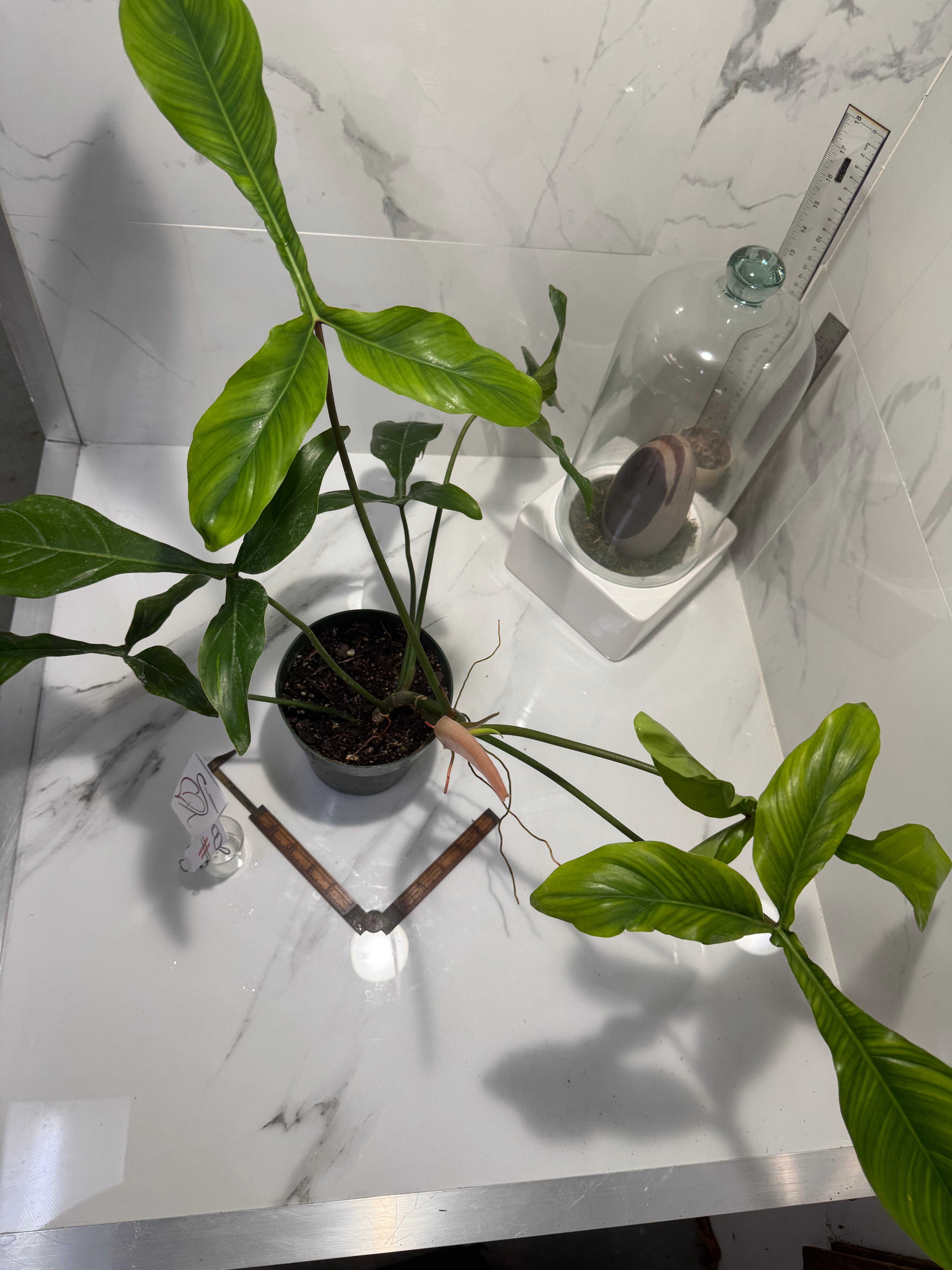 Philodendron ‘Bette Waterbury’ 69686 #08