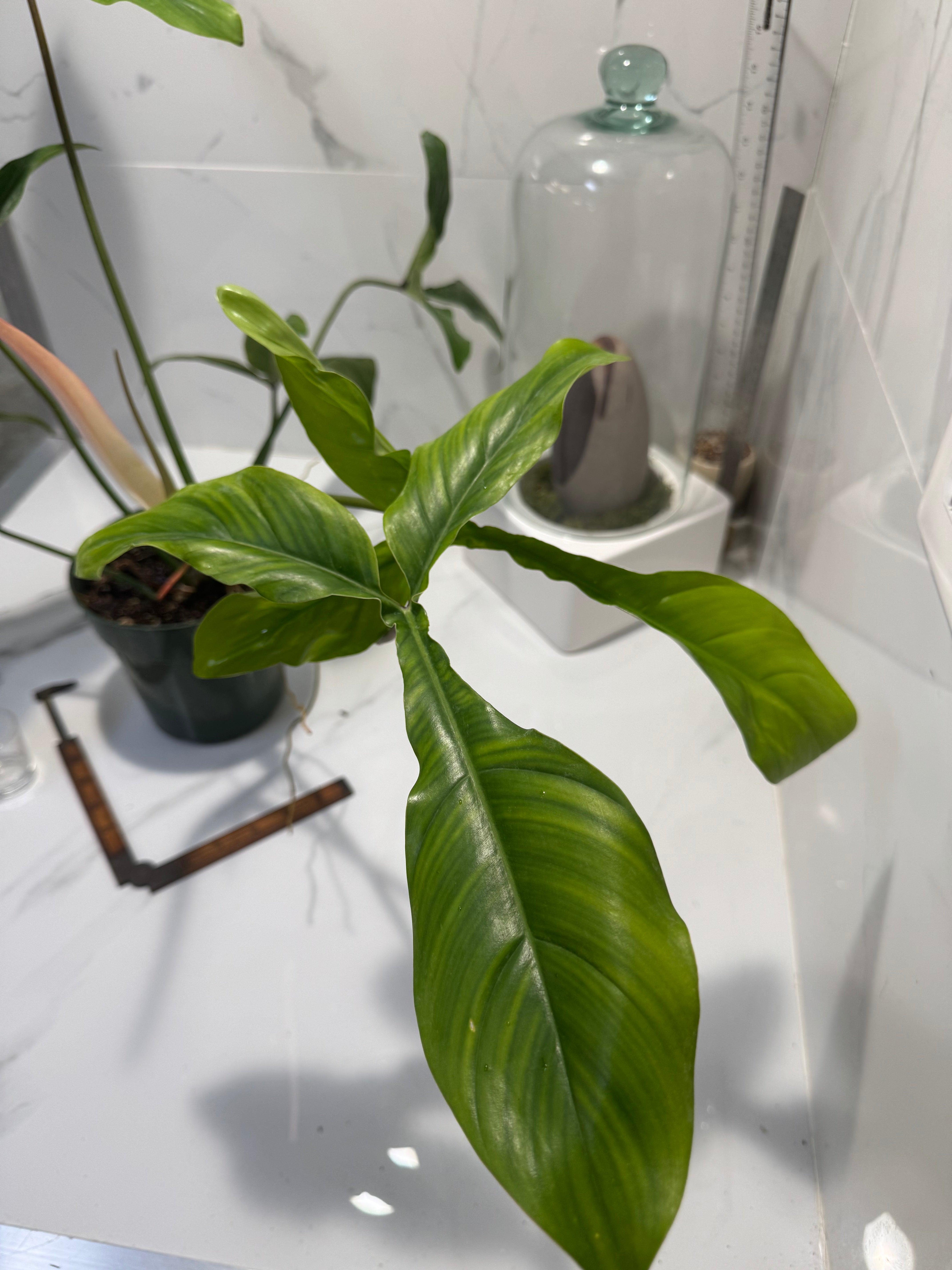 Philodendron ‘Bette Waterbury’ 69686 #08