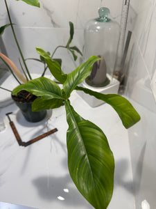 Philodendron ‘Bette Waterbury’ 69686 #08