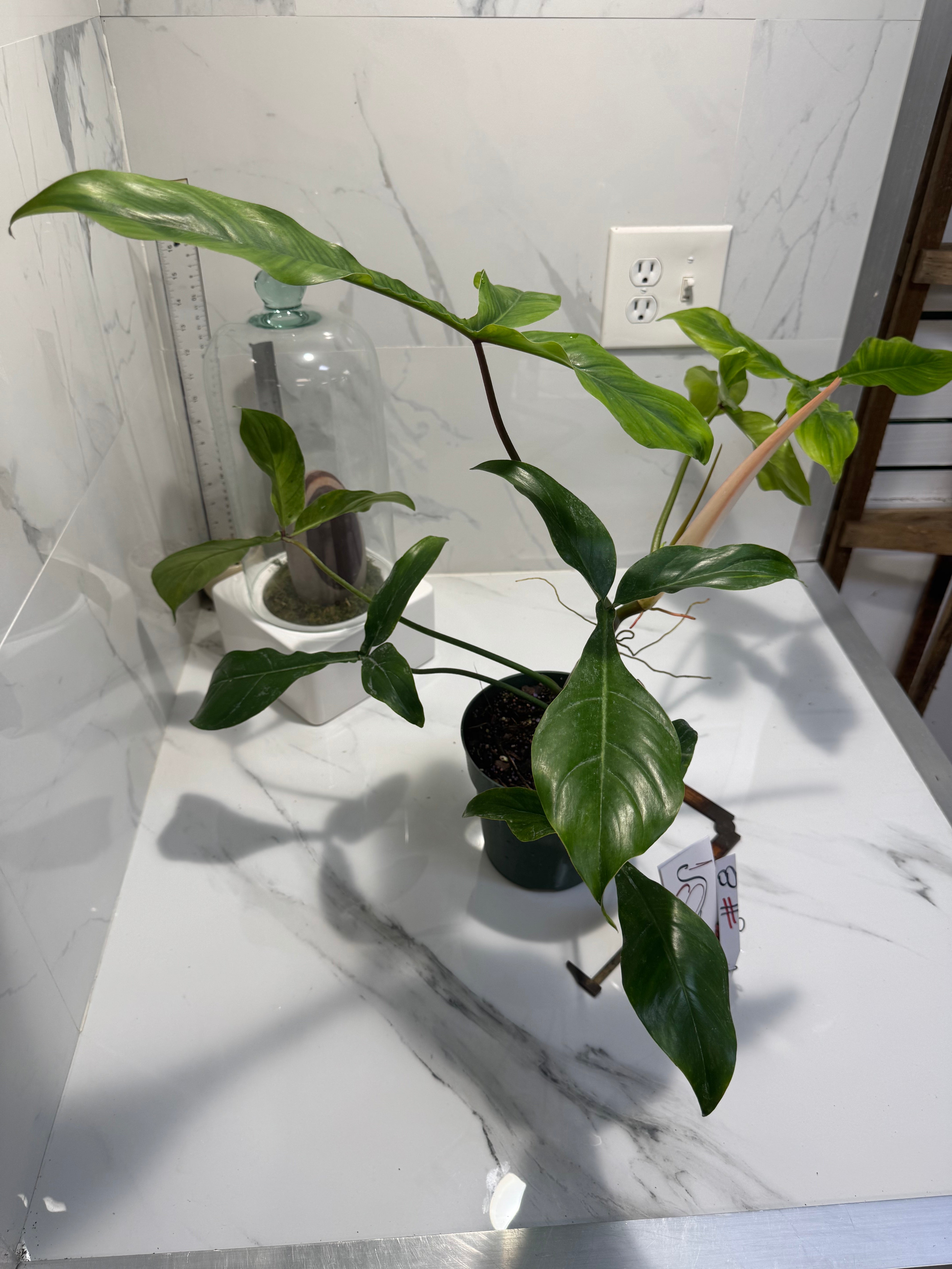 Philodendron ‘Bette Waterbury’ 69686 #08
