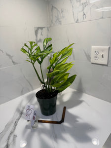 Monstera Pinnatipartita, Dark Form Colombian #05
