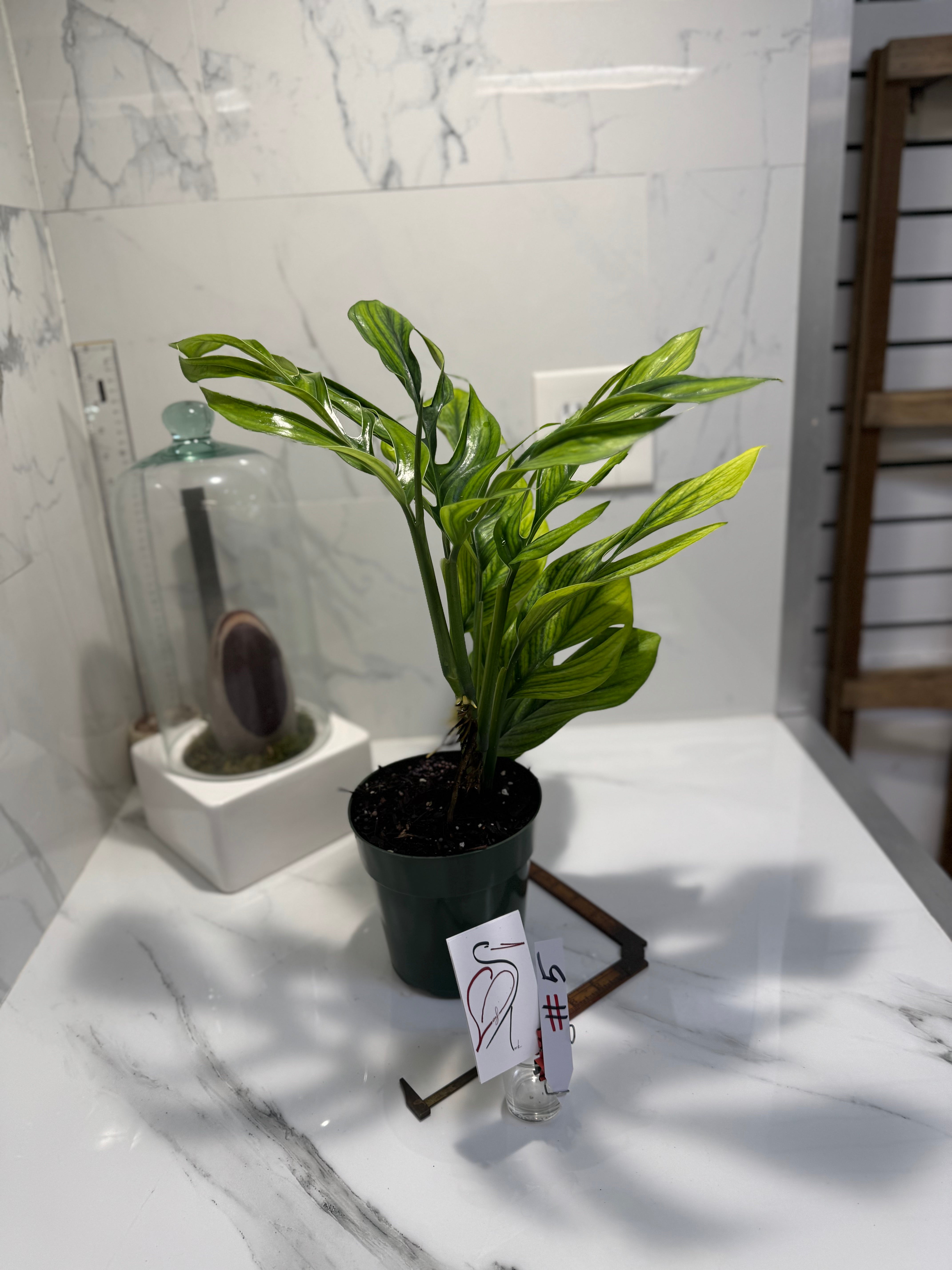 Monstera Pinnatipartita, Dark Form Colombian #05