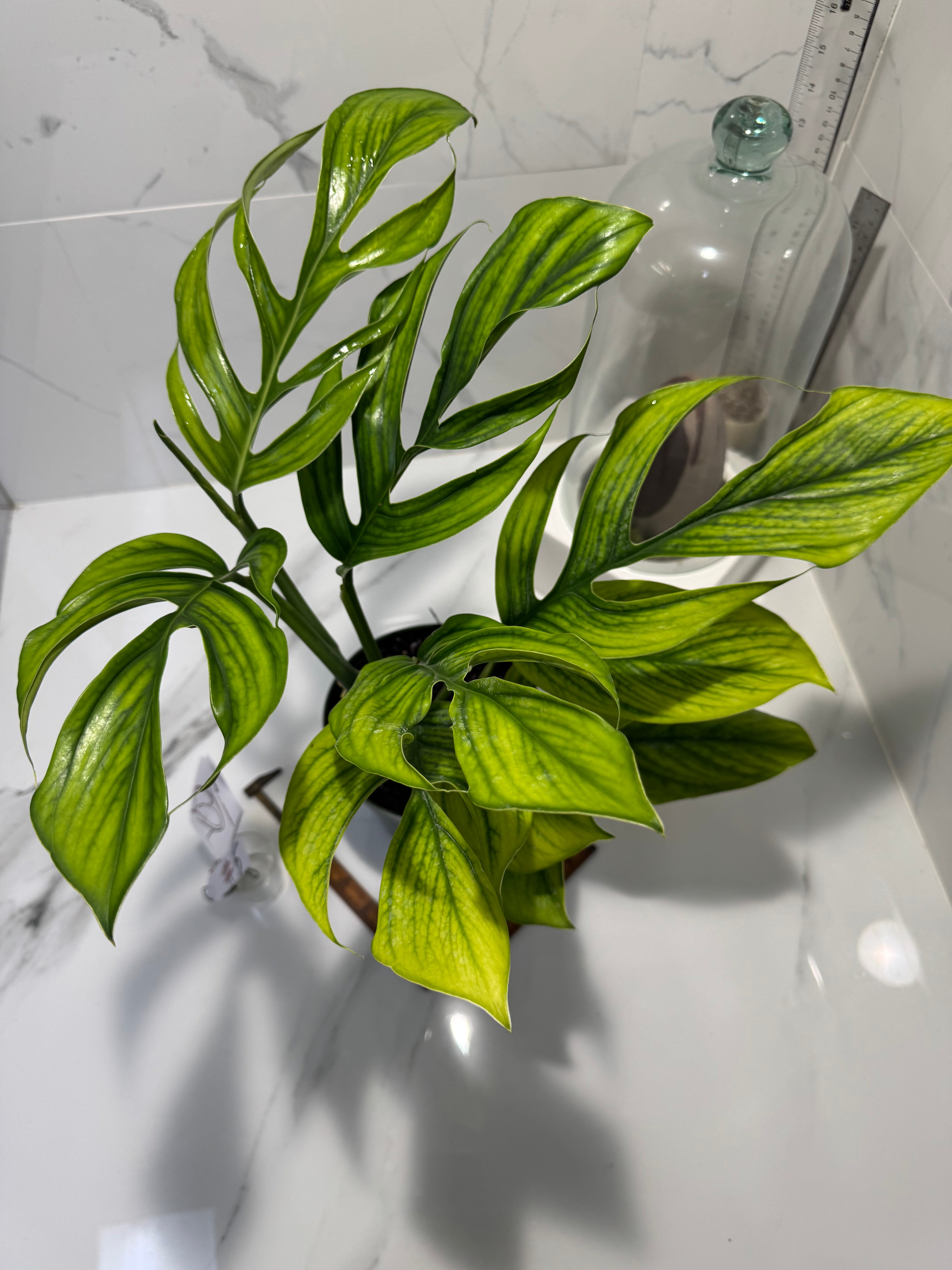 Monstera Pinnatipartita, Dark Form Colombian #05