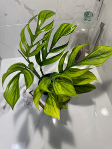 Monstera Pinnatipartita, Dark Form Colombian #05