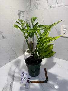 Monstera Pinnatipartita, Dark Form Colombian #05