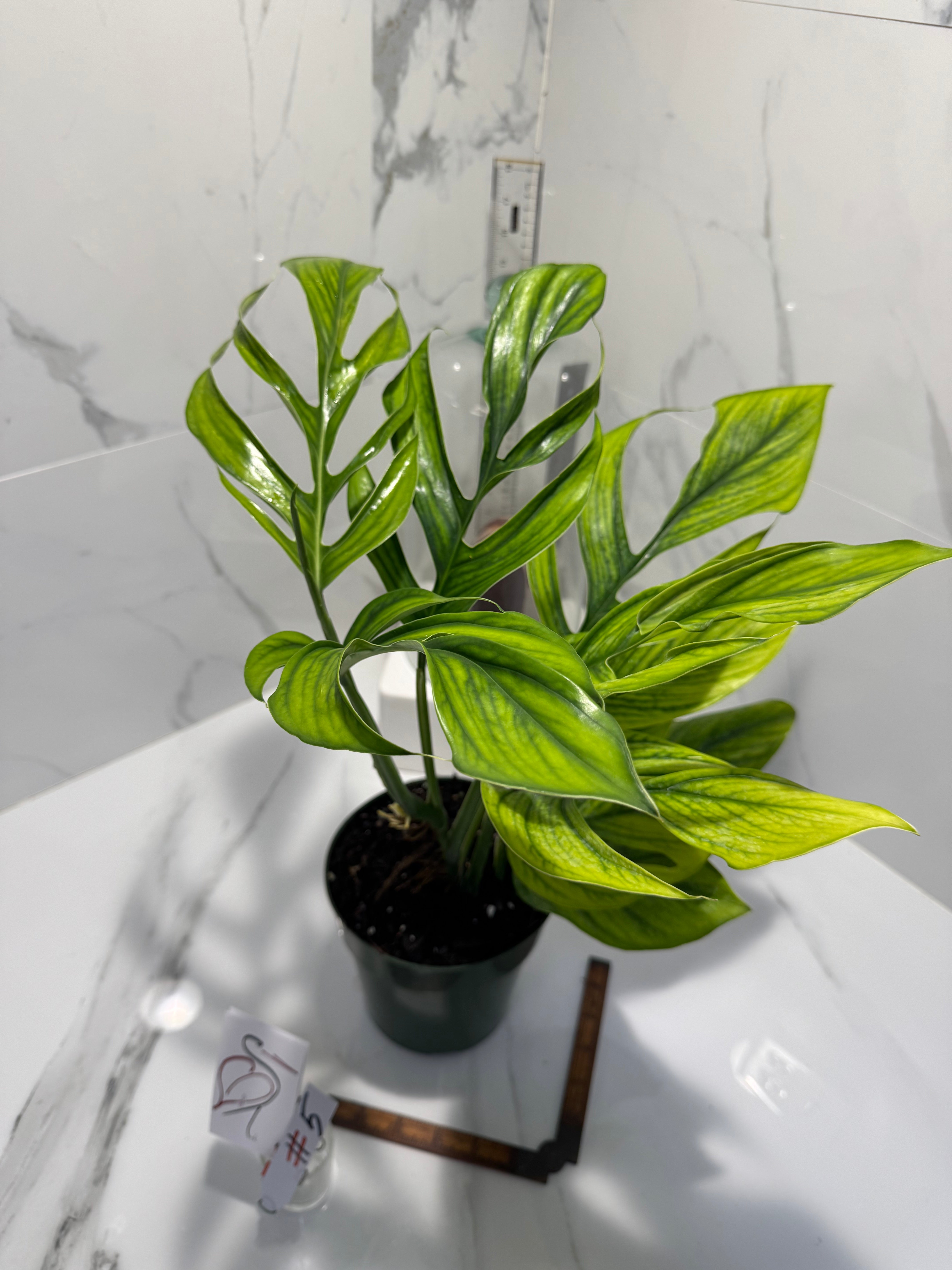 Monstera Pinnatipartita, Dark Form Colombian #05