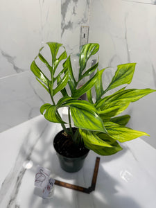 Monstera Pinnatipartita, Dark Form Colombian #05