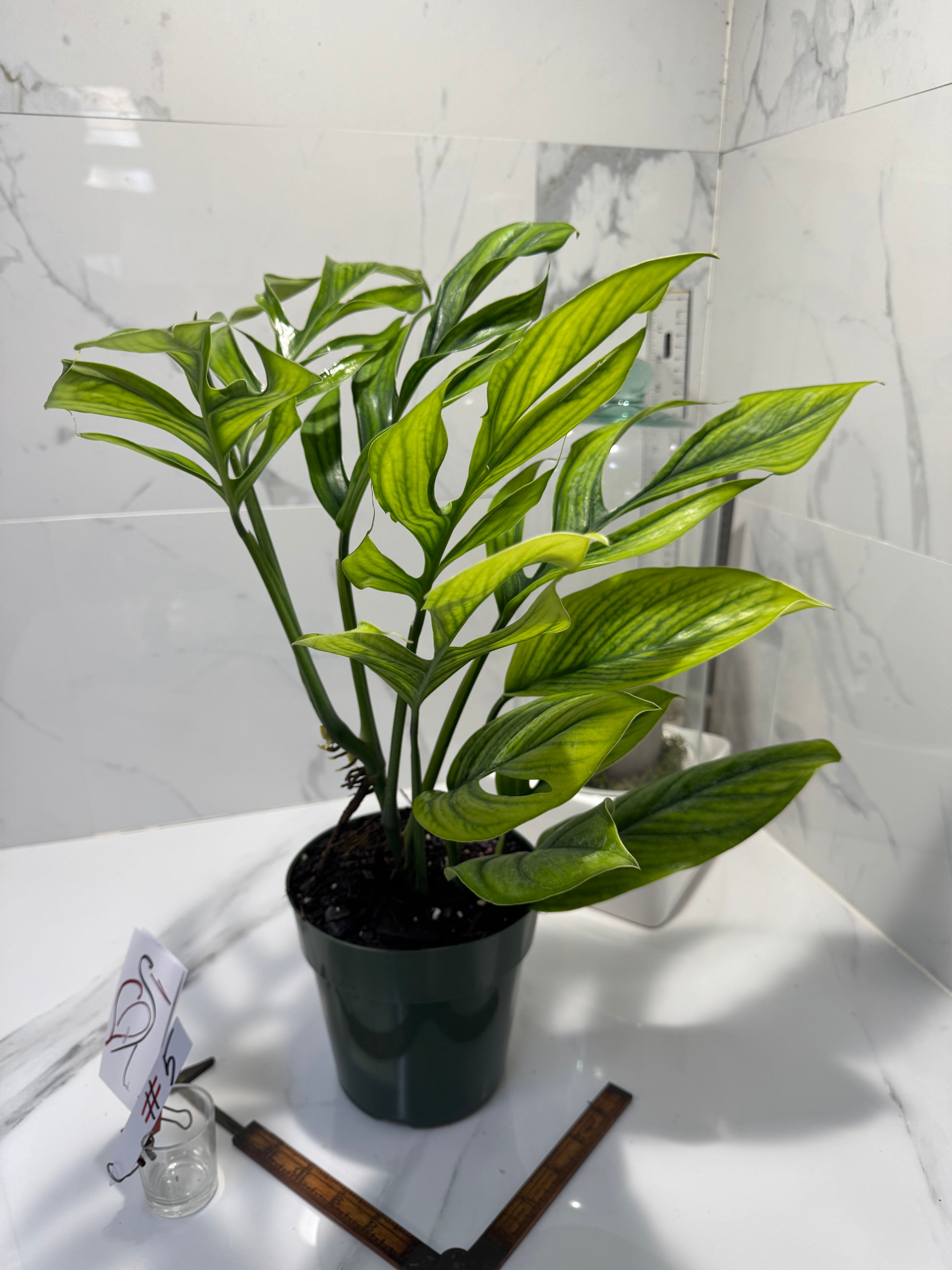 Monstera Pinnatipartita, Dark Form Colombian #05
