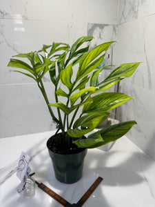 Monstera Pinnatipartita, Dark Form Colombian #05