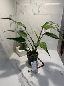 Monstera Burle Marx Flame #08