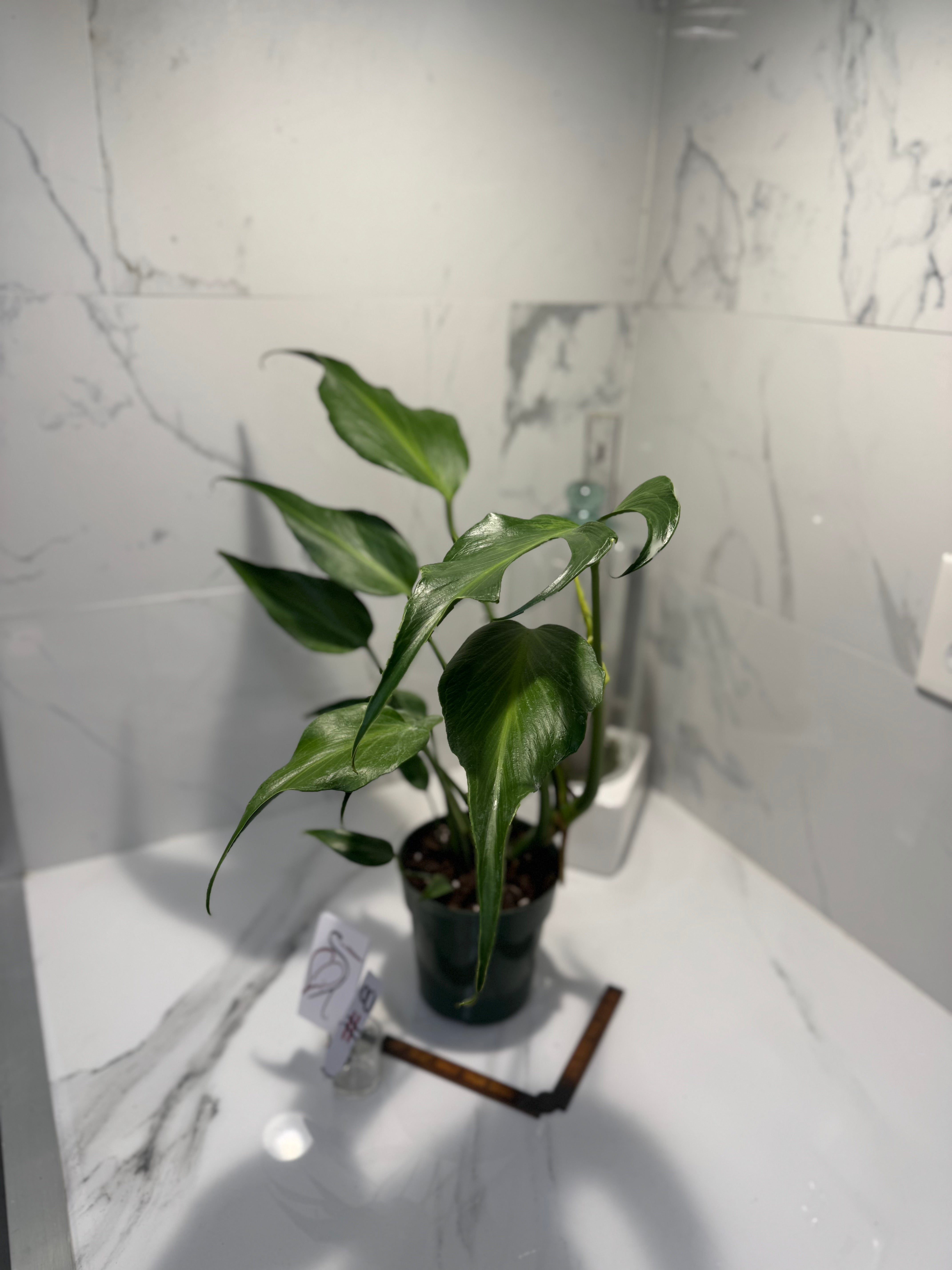 Monstera Burle Marx Flame #08