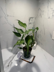 Monstera Burle Marx Flame #08