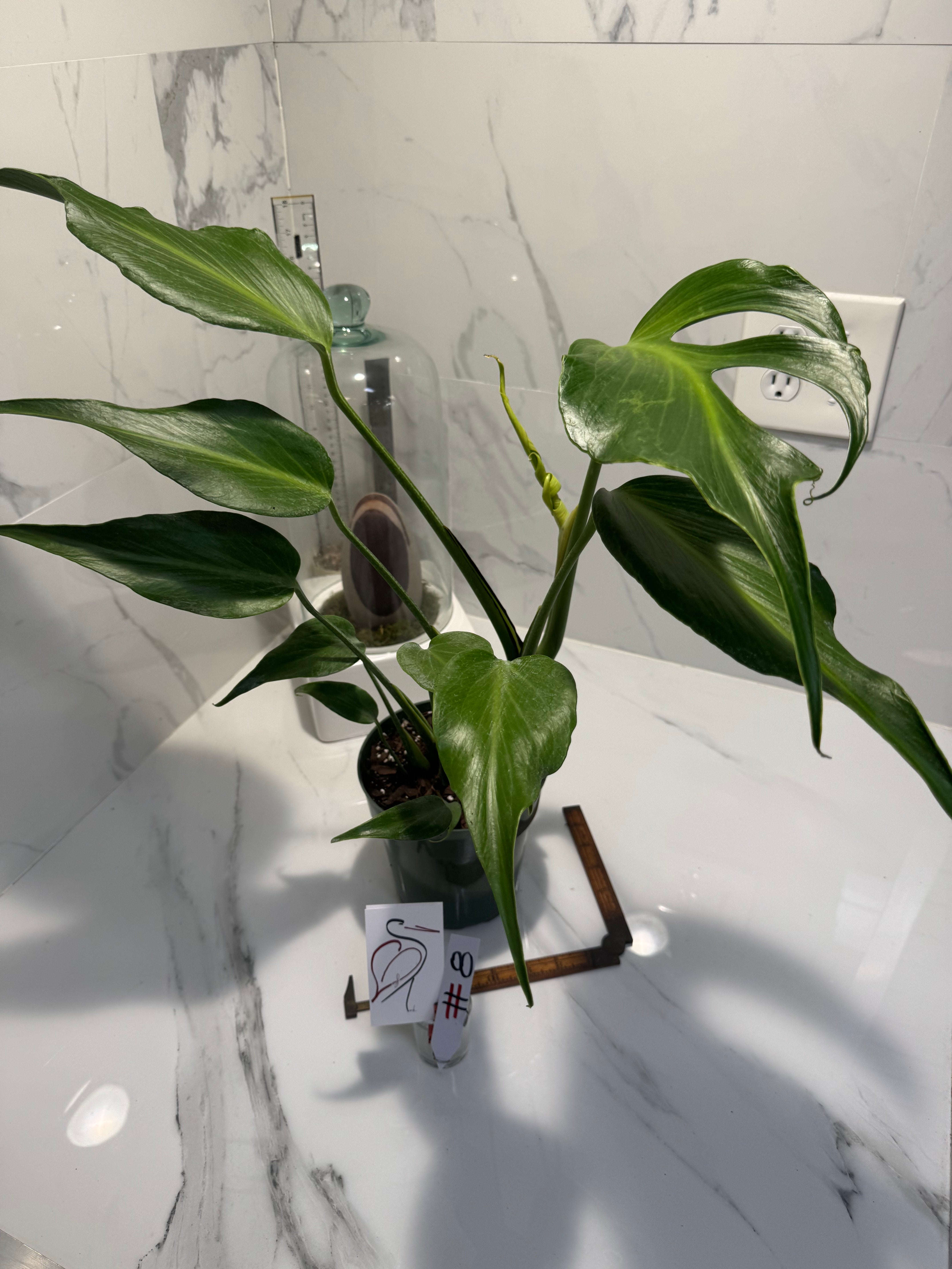 Monstera Burle Marx Flame #08
