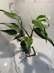Monstera Burle Marx Flame #08