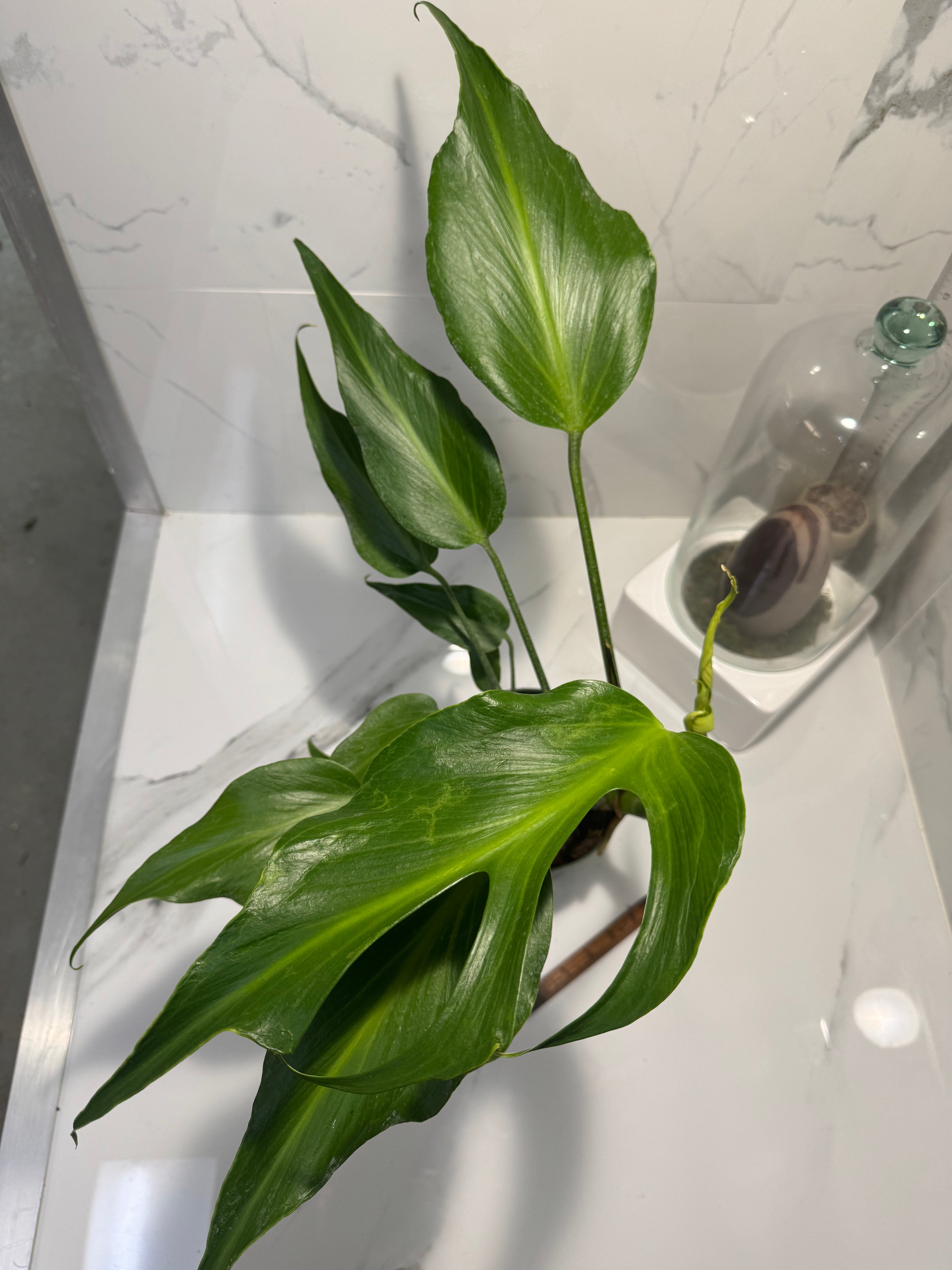 Monstera Burle Marx Flame #08