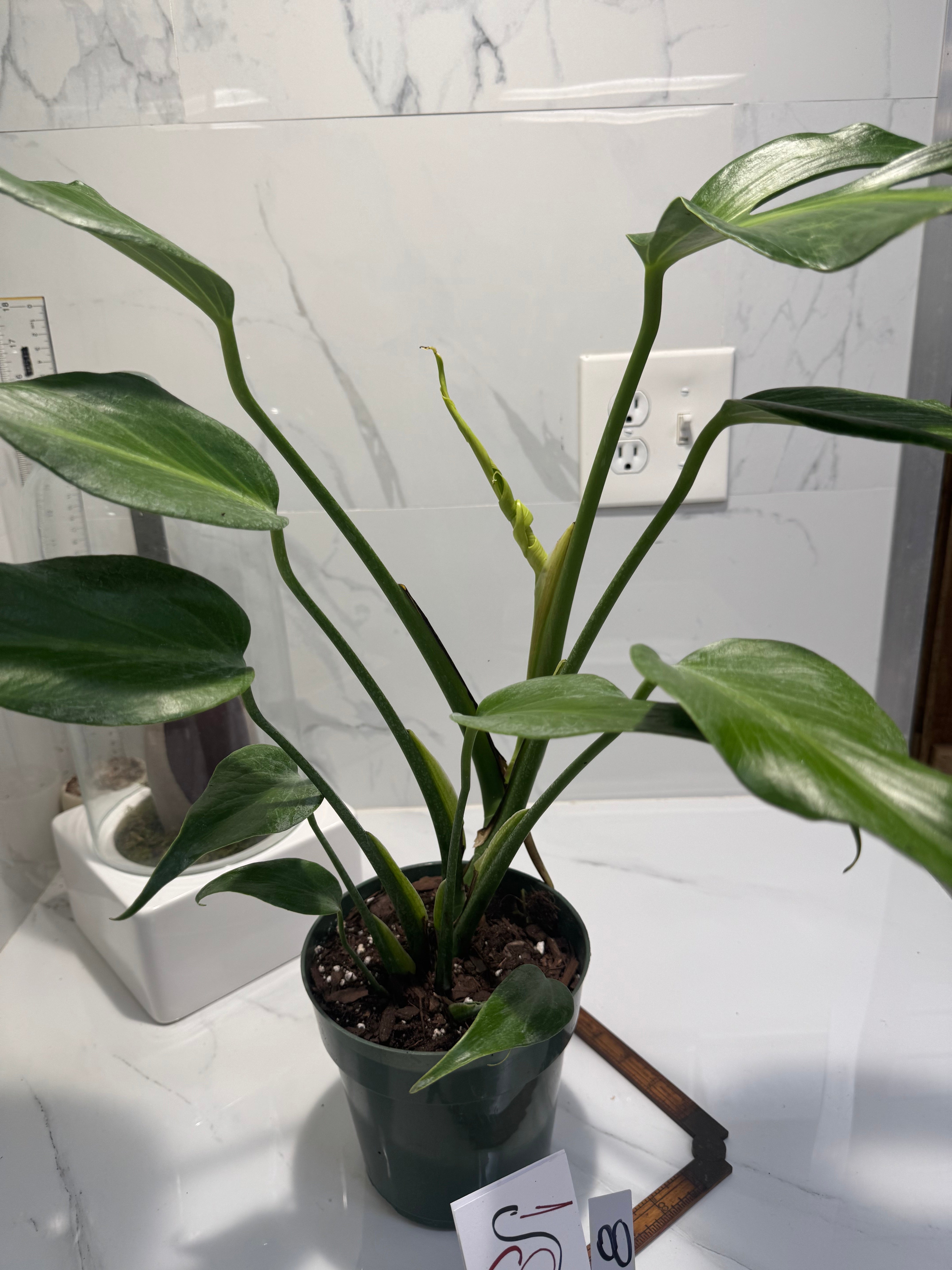 Monstera Burle Marx Flame #08