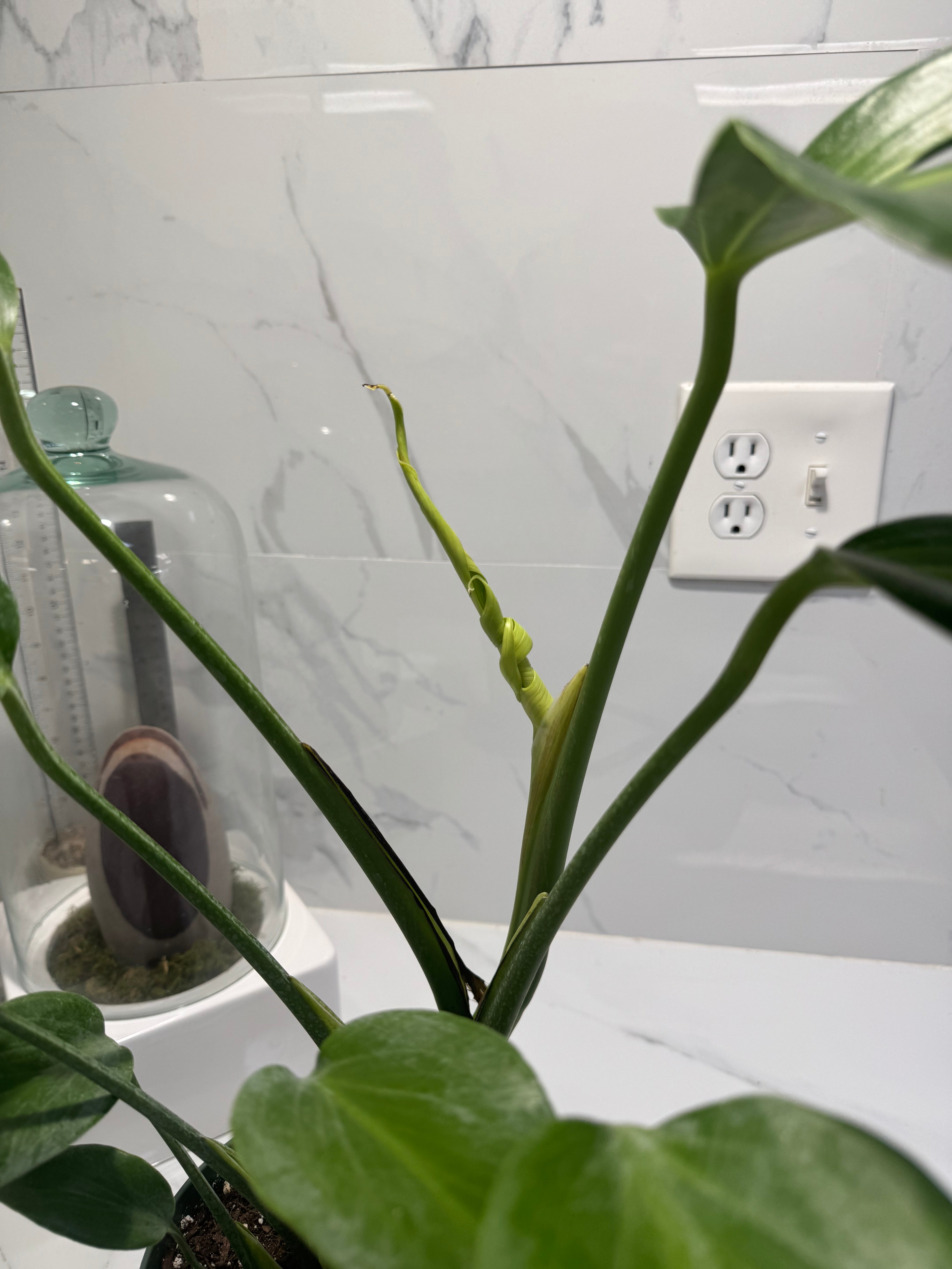 Monstera Burle Marx Flame #08