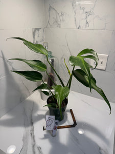 Monstera Burle Marx Flame #08