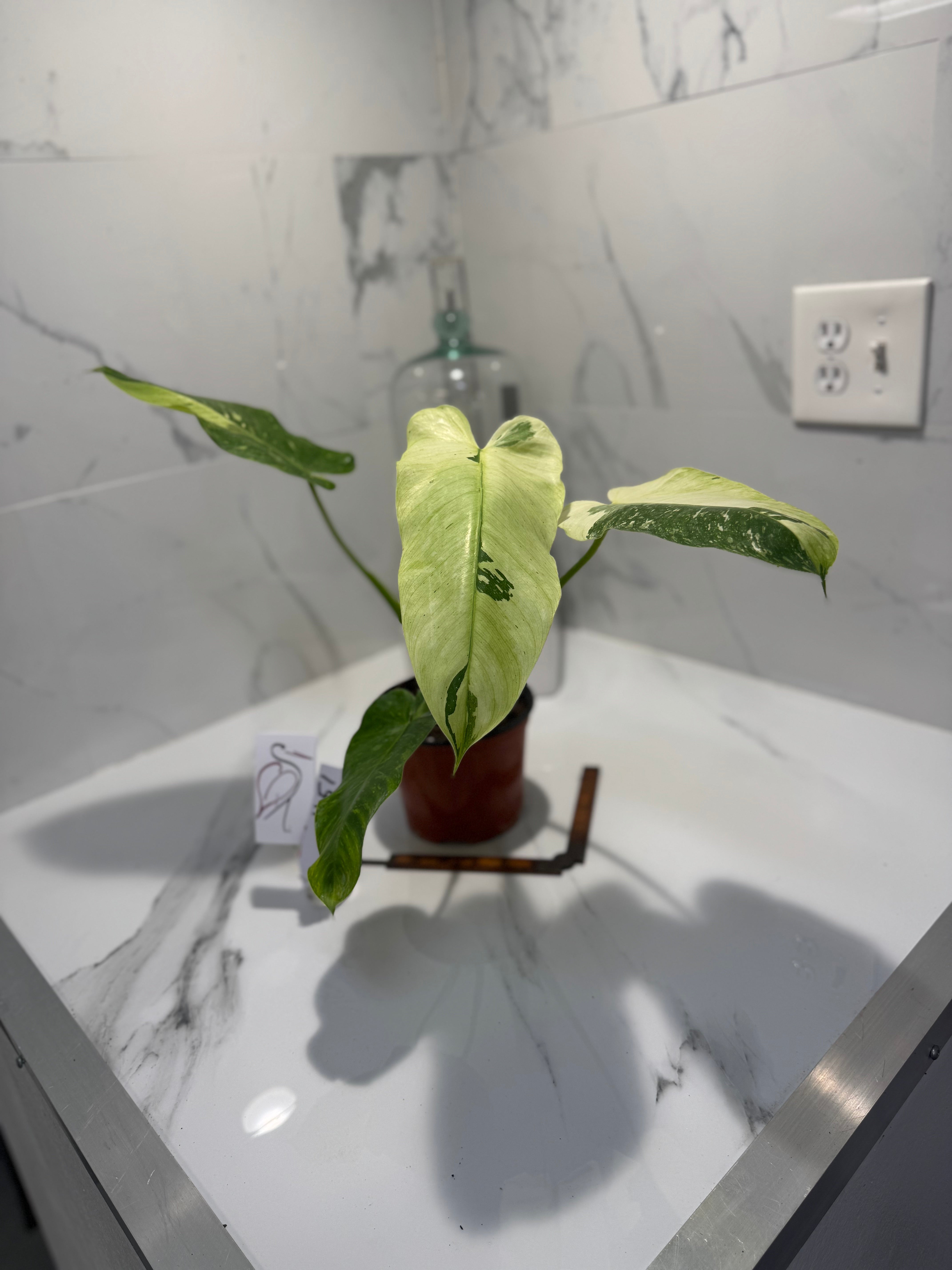 Philodendron Jose Buono #51