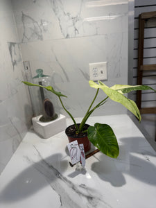 Philodendron Jose Buono #51