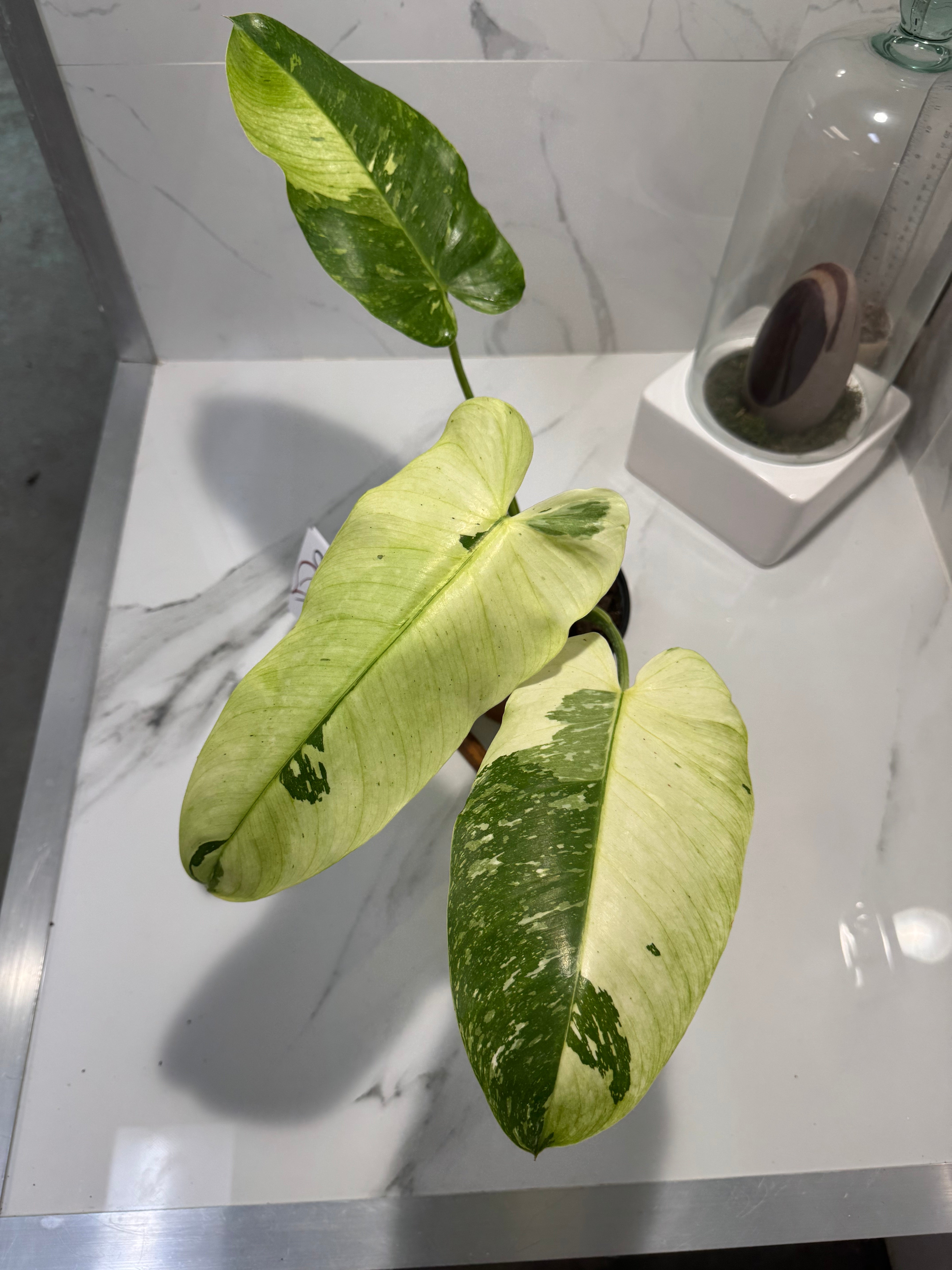 Philodendron Jose Buono #51
