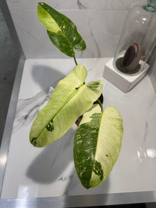 Philodendron Jose Buono #51