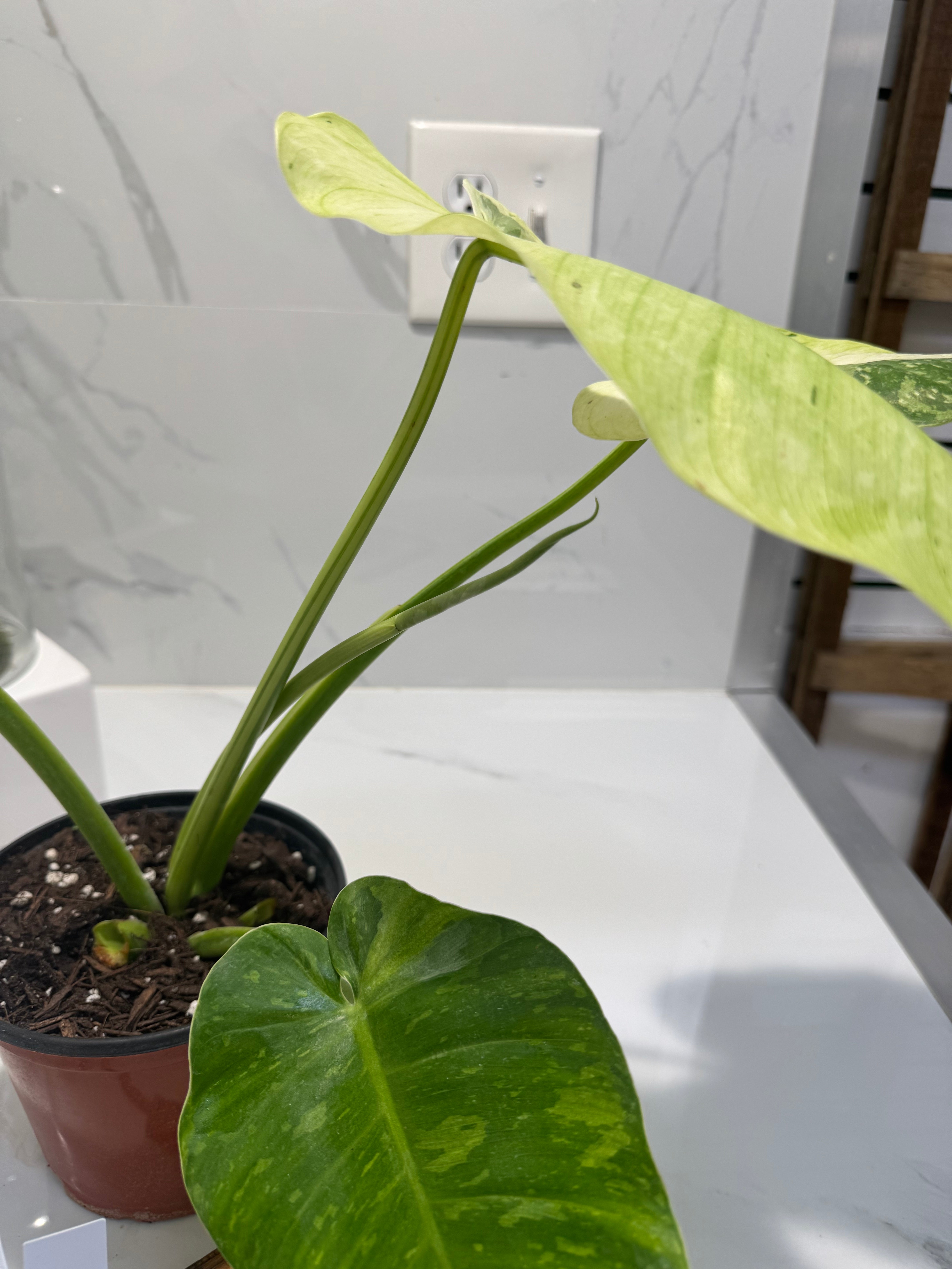 Philodendron Jose Buono #51