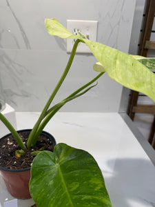 Philodendron Jose Buono #51