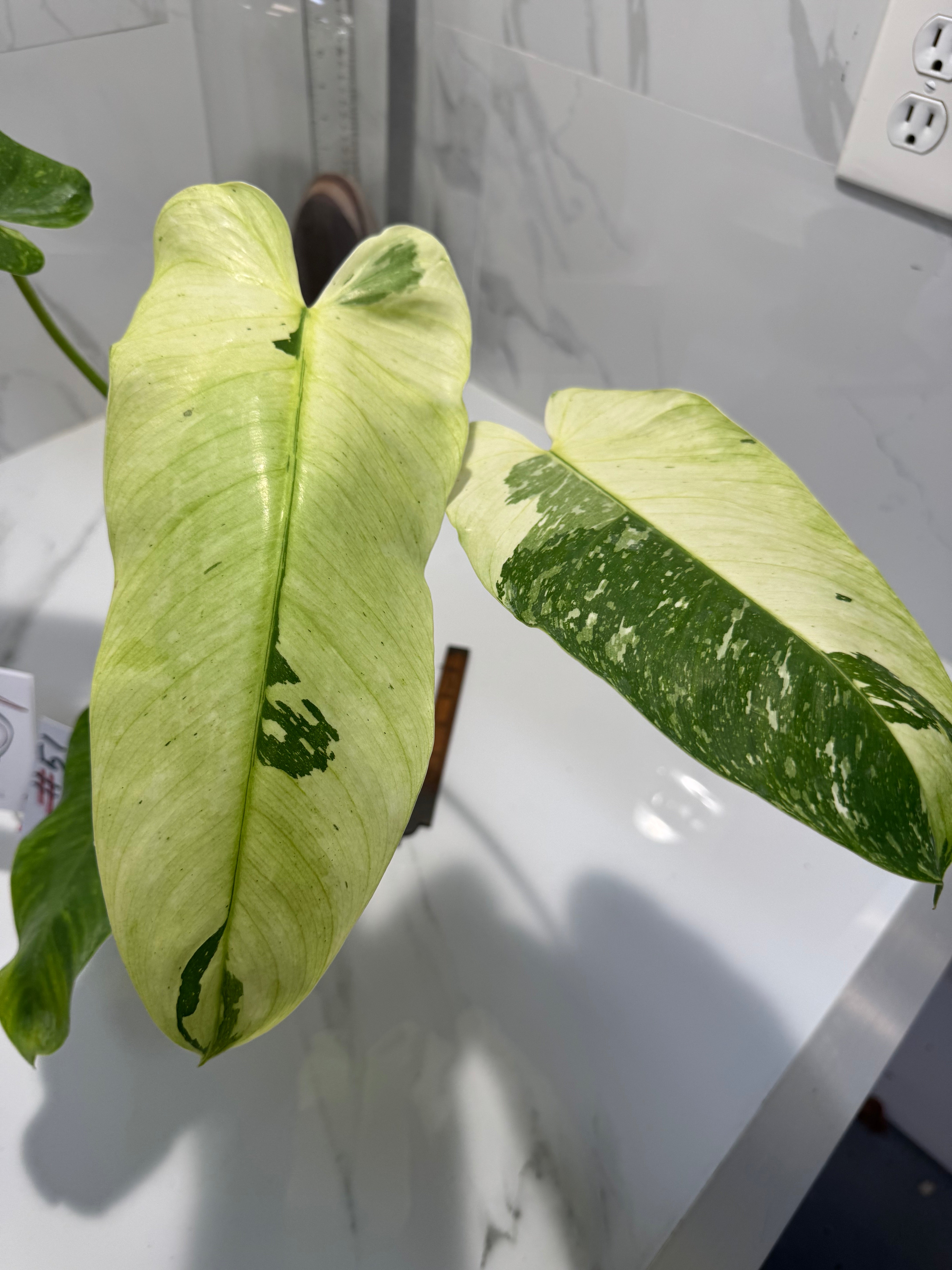 Philodendron Jose Buono #51