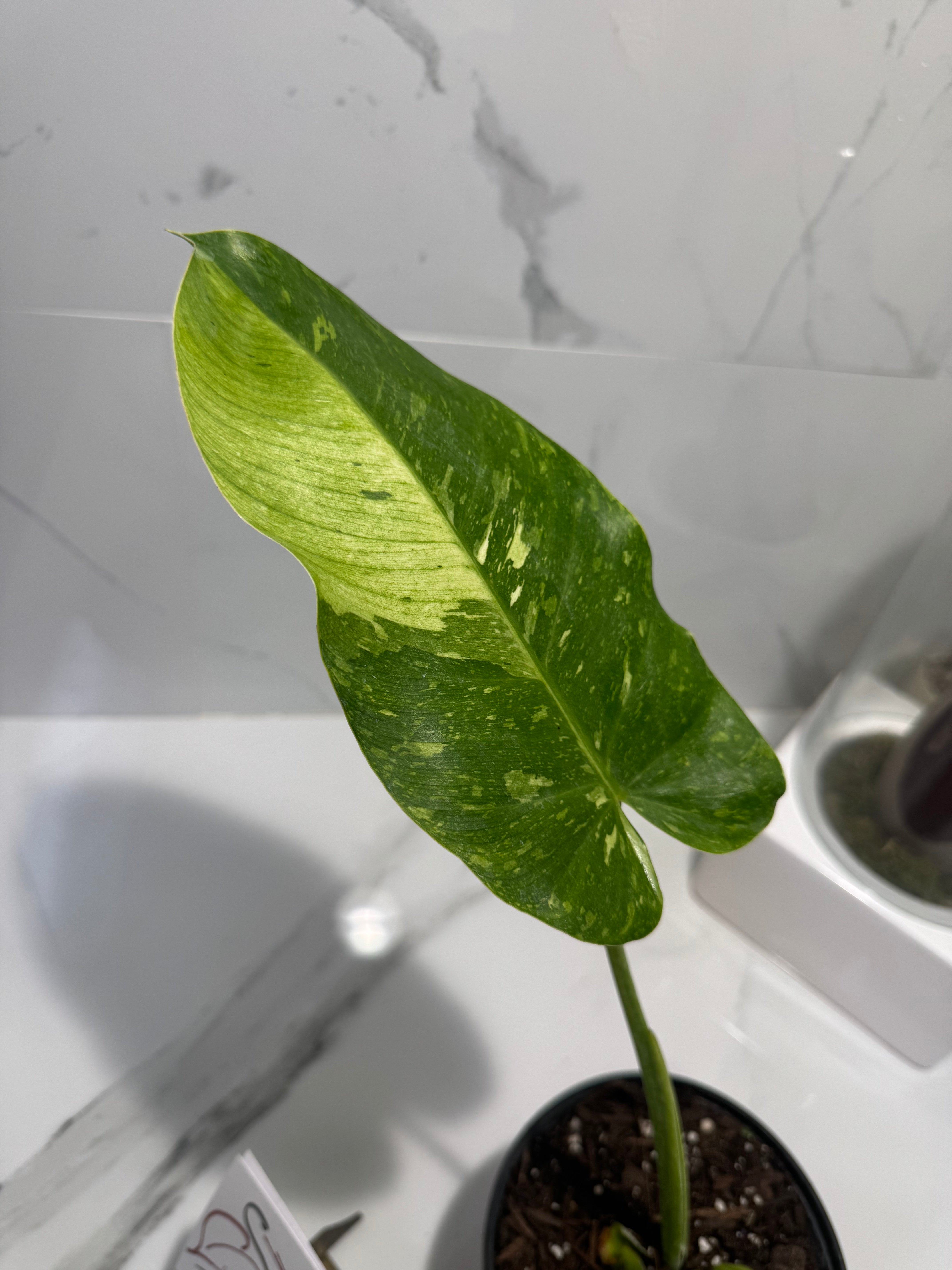 Philodendron Jose Buono #51