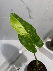 Philodendron Jose Buono #51