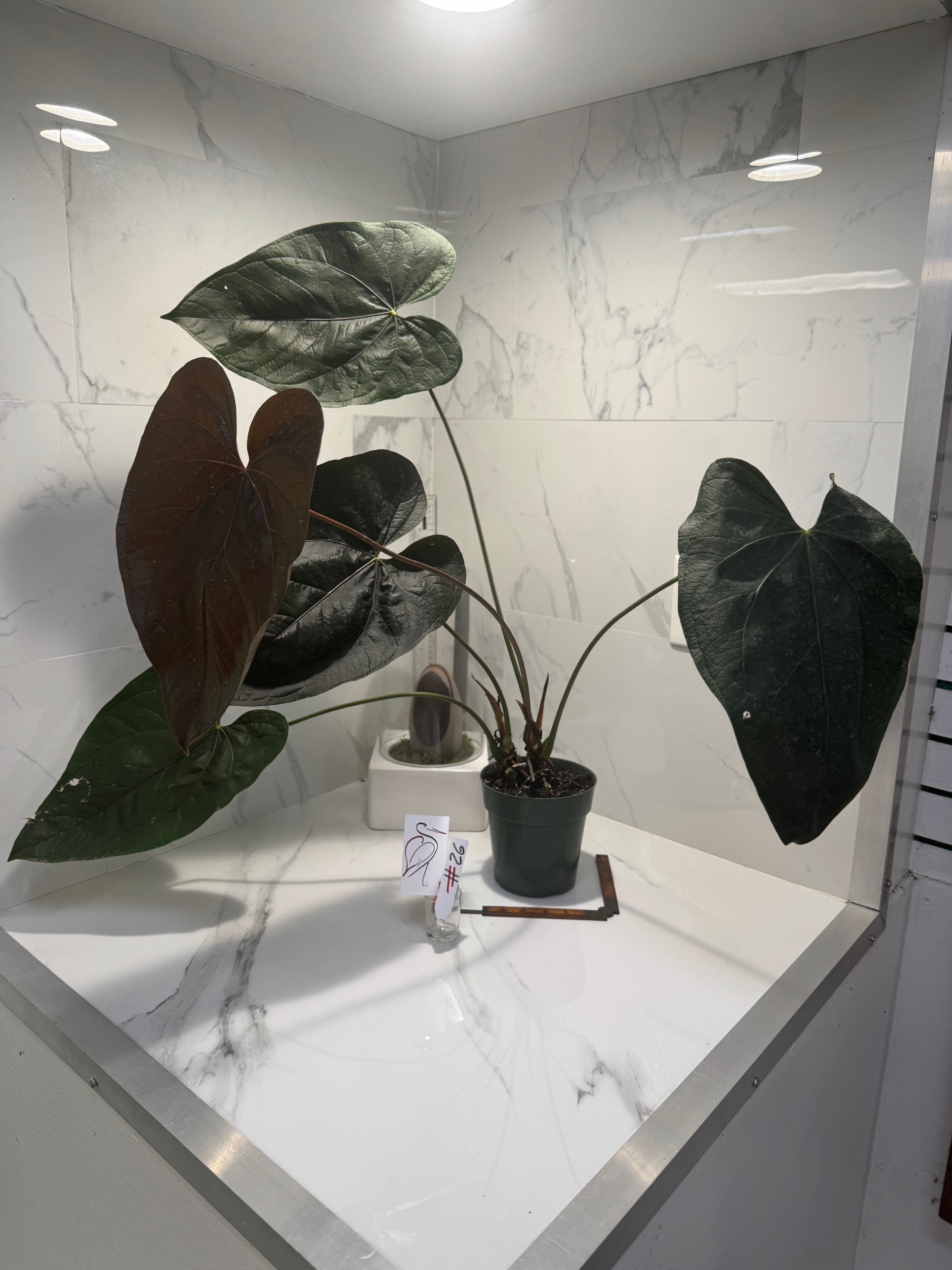 Anthurium Queen of Hearts #26