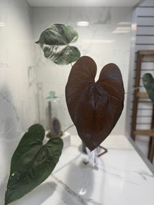Anthurium Queen of Hearts #26