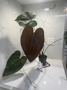 Anthurium Queen of Hearts #26