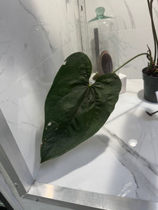 Anthurium Queen of Hearts #26
