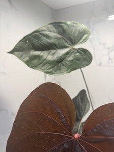 Anthurium Queen of Hearts #26