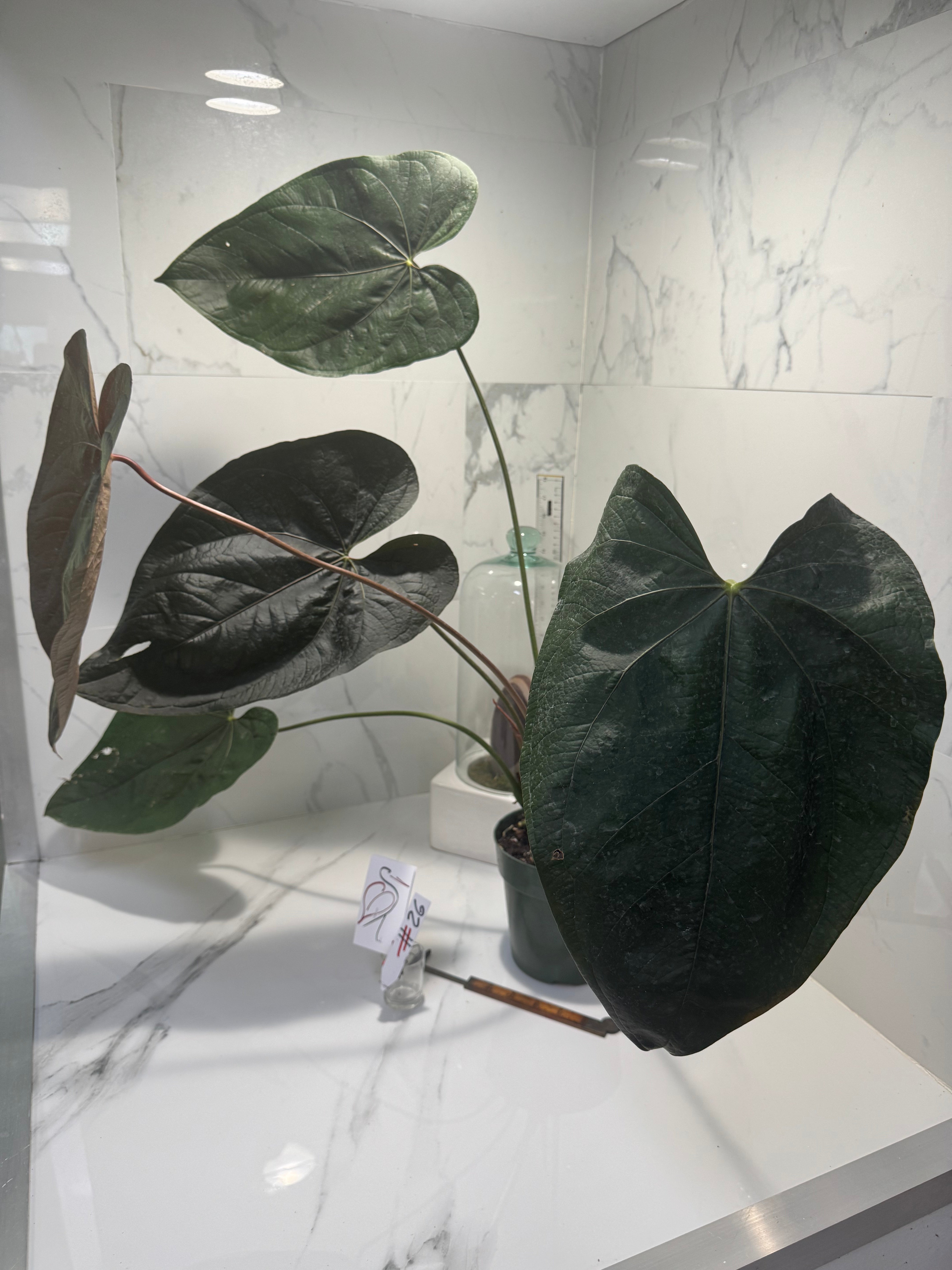 Anthurium Queen of Hearts #26