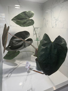 Anthurium Queen of Hearts #26