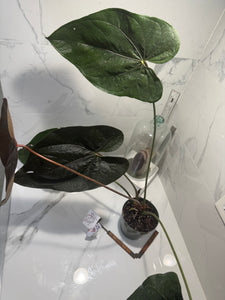 Anthurium Queen of Hearts #26