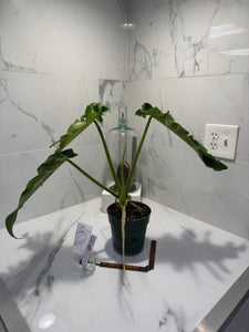 Philodendron Bob Cee #10