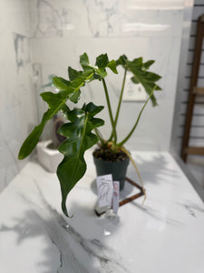 Philodendron Bob Cee #10