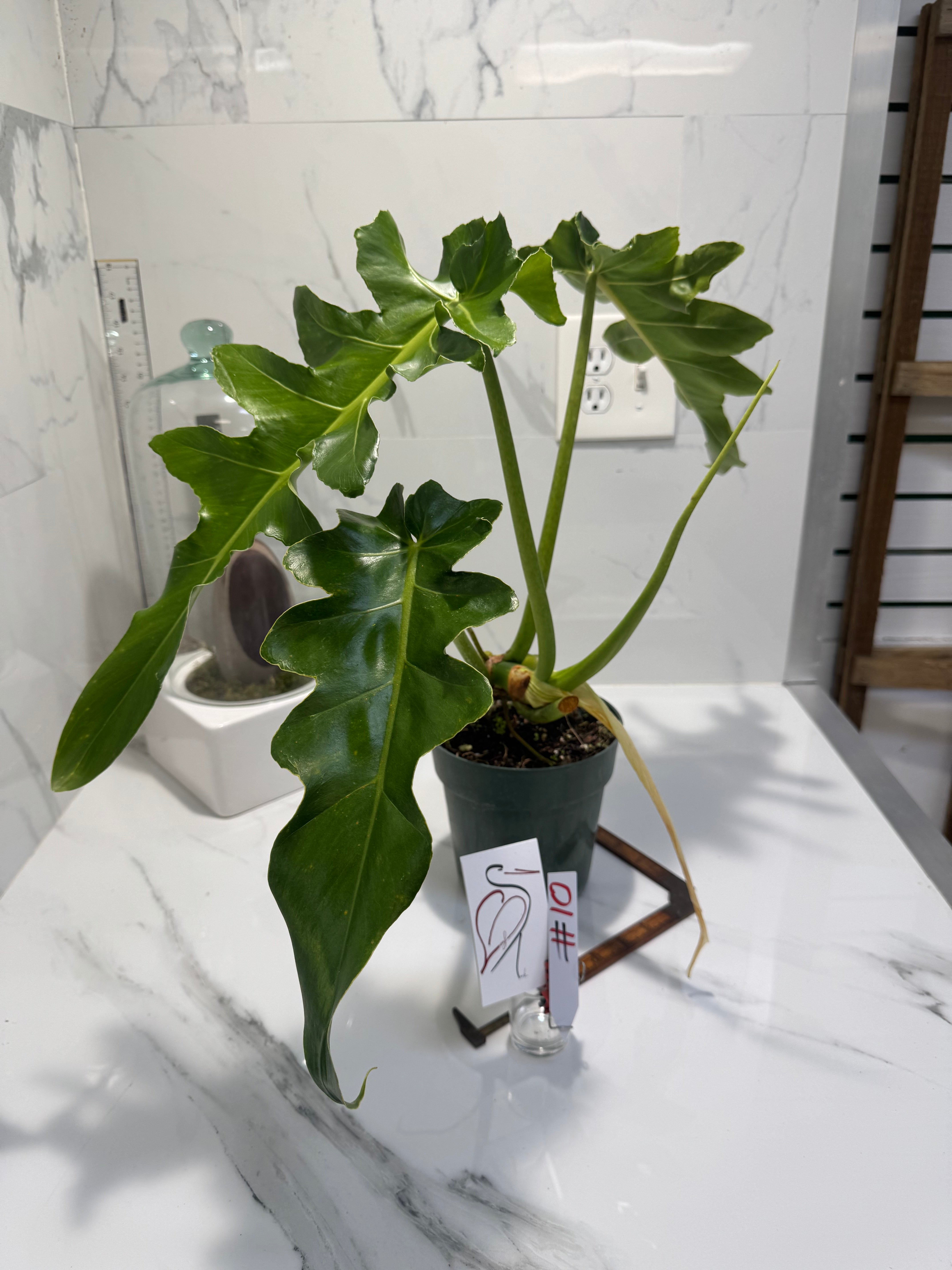 Philodendron Bob Cee #10